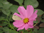 邹菊