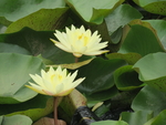 睡莲