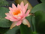 睡莲