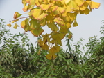 银杏