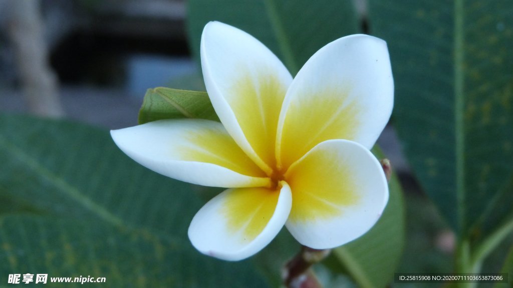 鸡蛋花