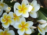 鸡蛋花