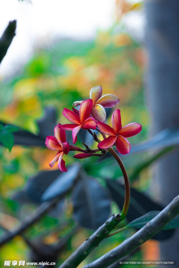 鸡蛋花