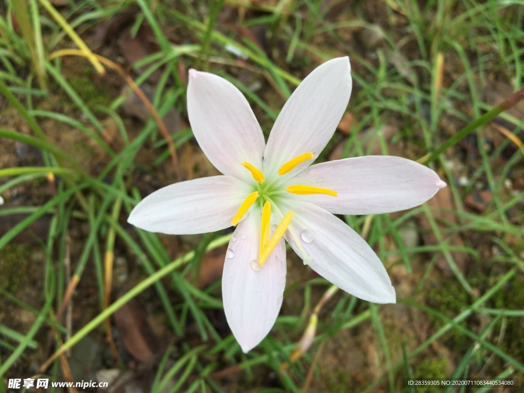 水仙花 园林 绿化