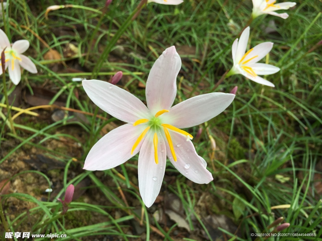 兰花 种植 水仙花 园林绿化