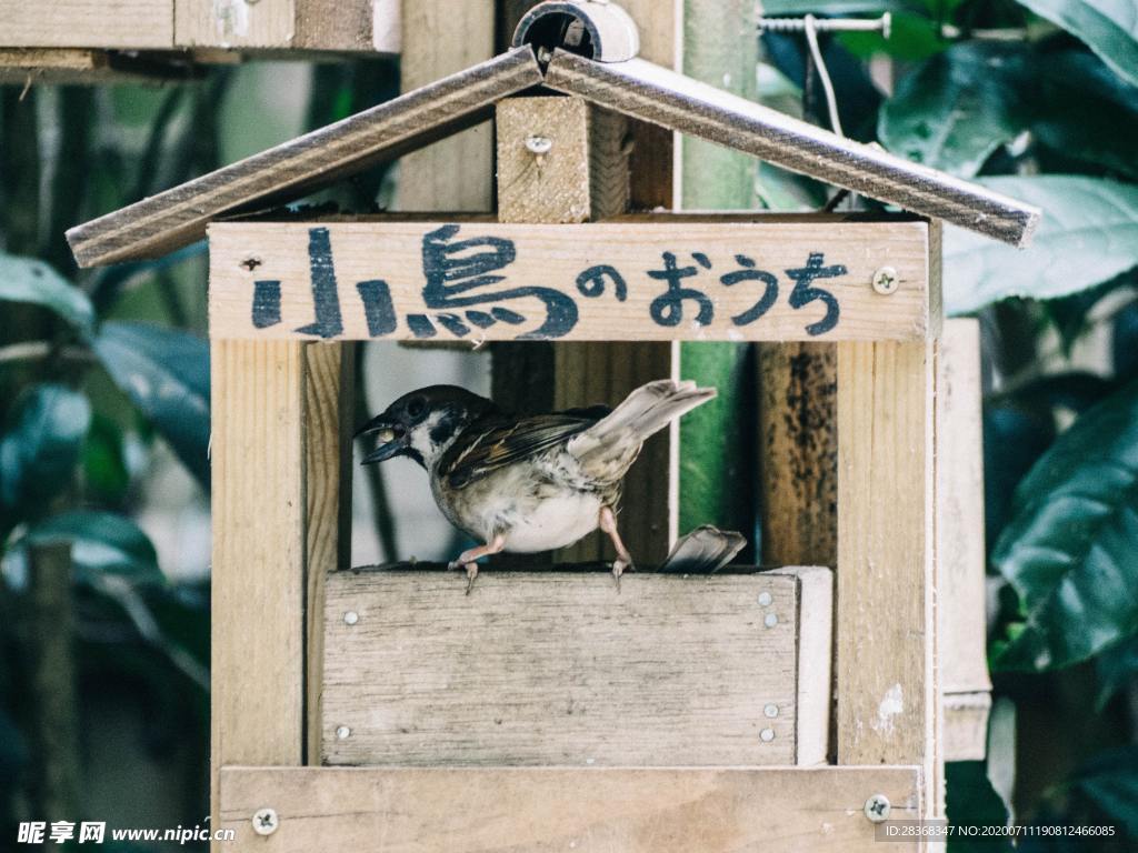 喂鸟器