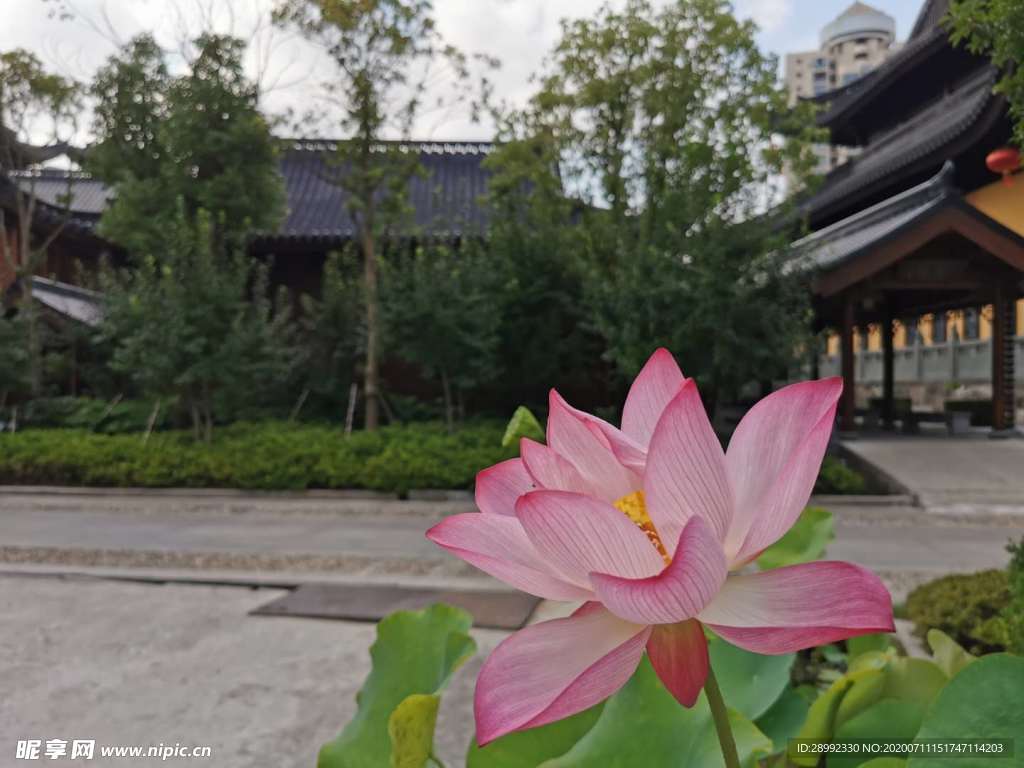 莲花