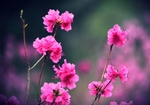 杜鹃花