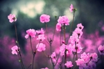 杜鹃花