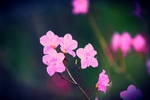 杜鹃花