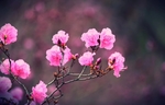 杜鹃花