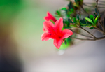 杜鹃花