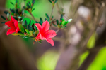 杜鹃花