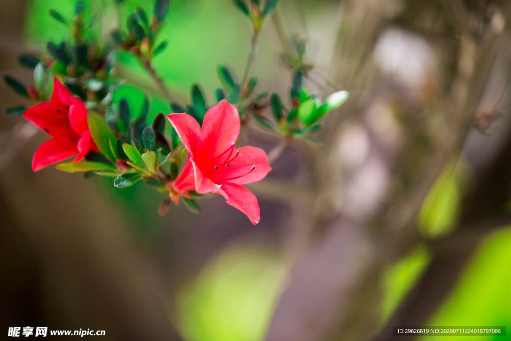杜鹃花
