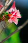杜鹃花
