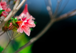 杜鹃花