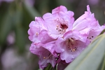 杜鹃花