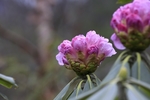 杜鹃花