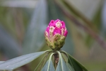 杜鹃花