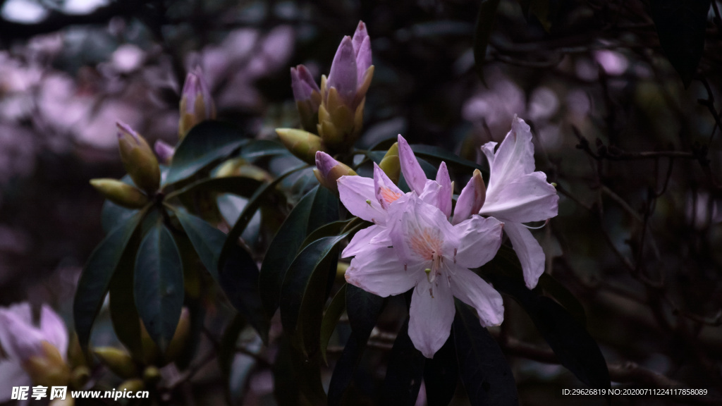 杜鹃花