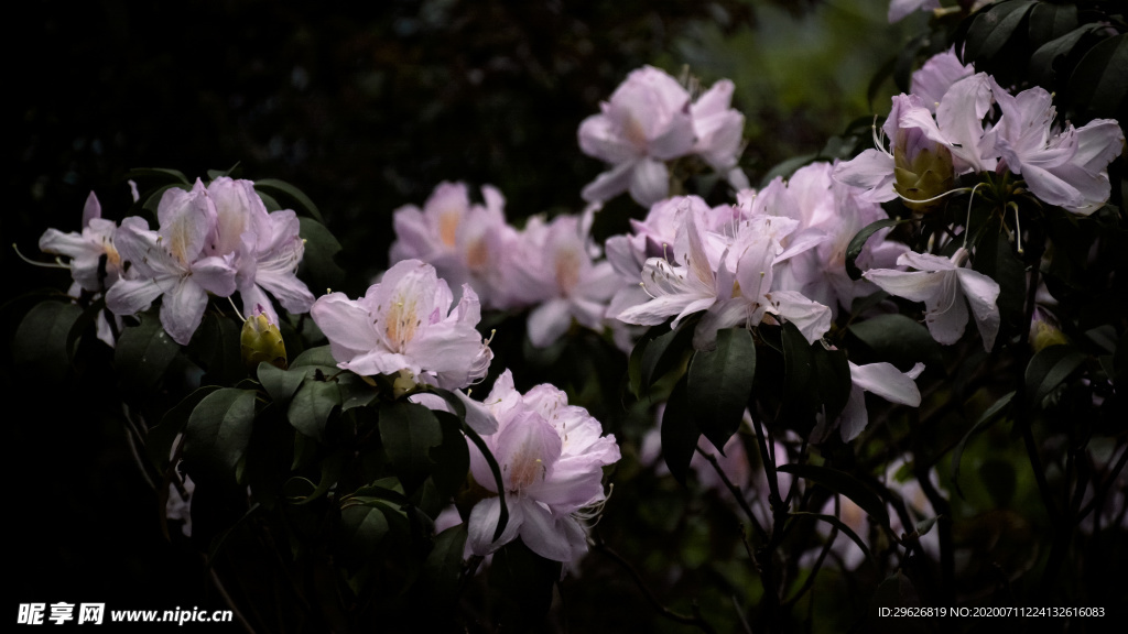 杜鹃花