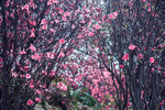杜鹃花