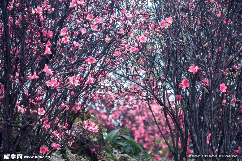 杜鹃花