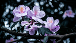 杜鹃花