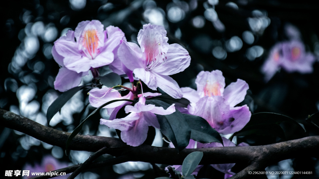 杜鹃花