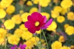 杜鹃花
