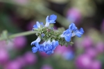 杜鹃花