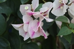 杜鹃花