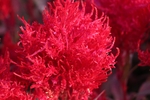杜鹃花