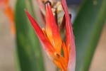 杜鹃花