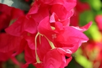 杜鹃花