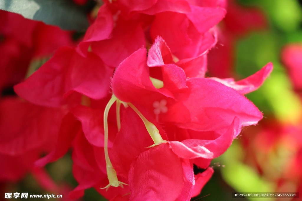 杜鹃花