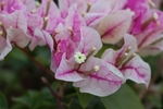 杜鹃花