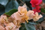 杜鹃花