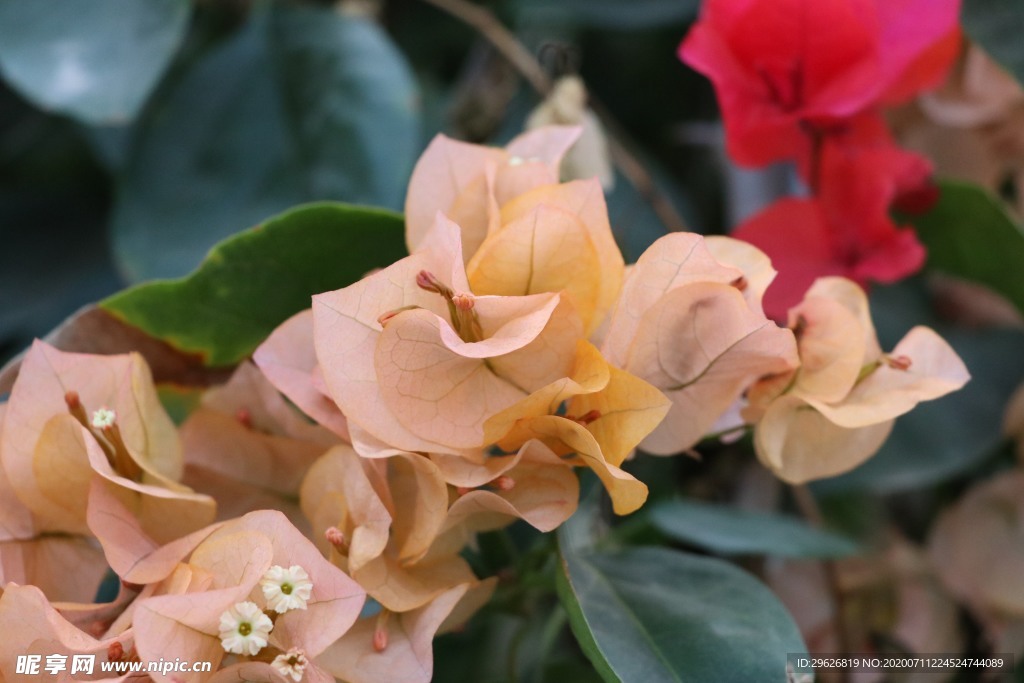 杜鹃花