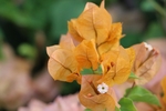杜鹃花
