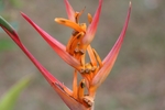 杜鹃花