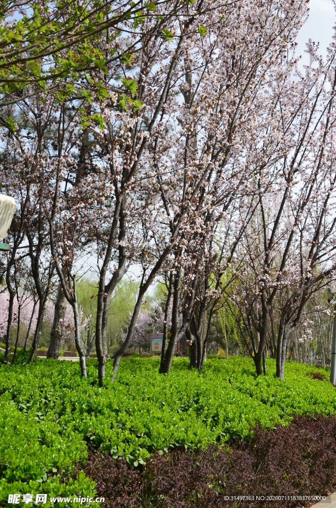 绿叶与樱花