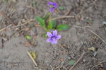 小紫花