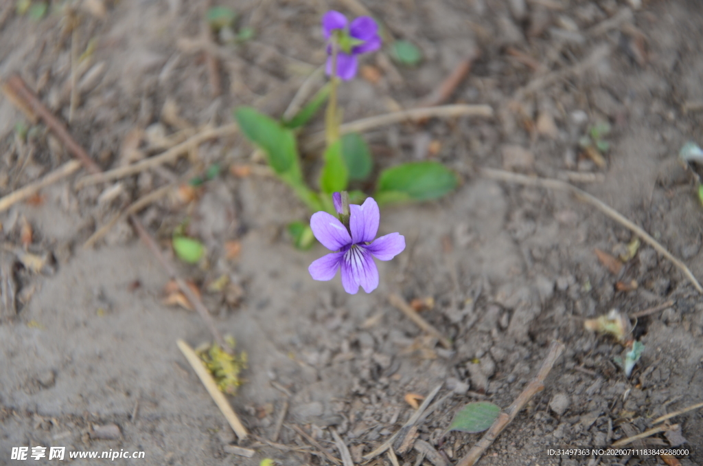 小紫花