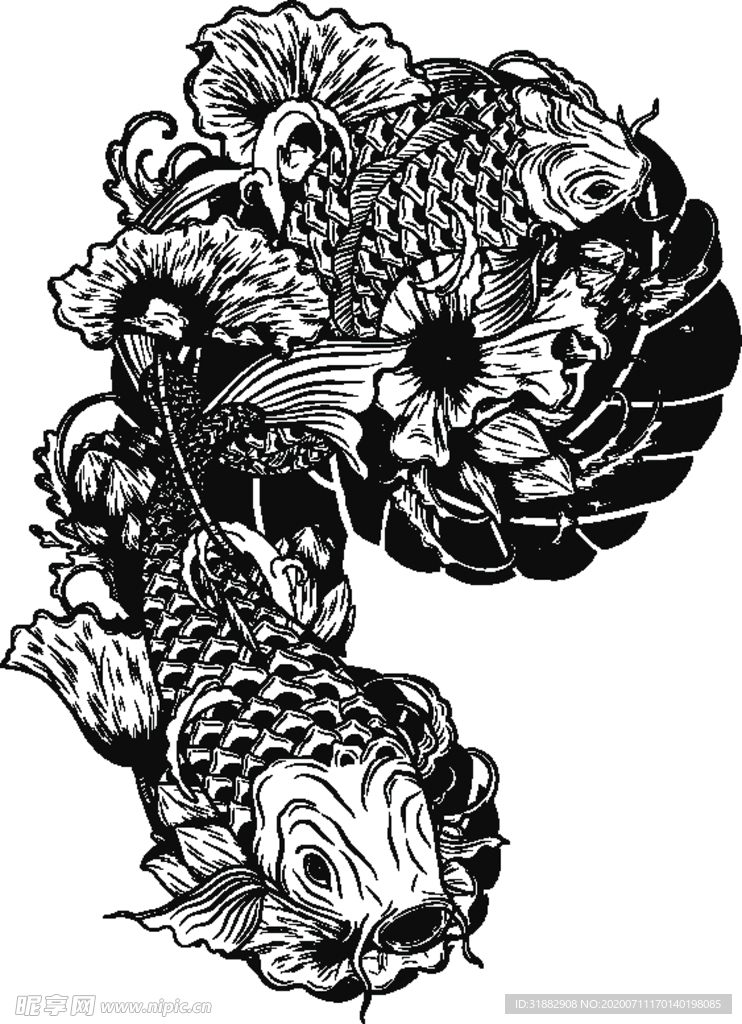 鲤鱼