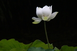 白色莲花
