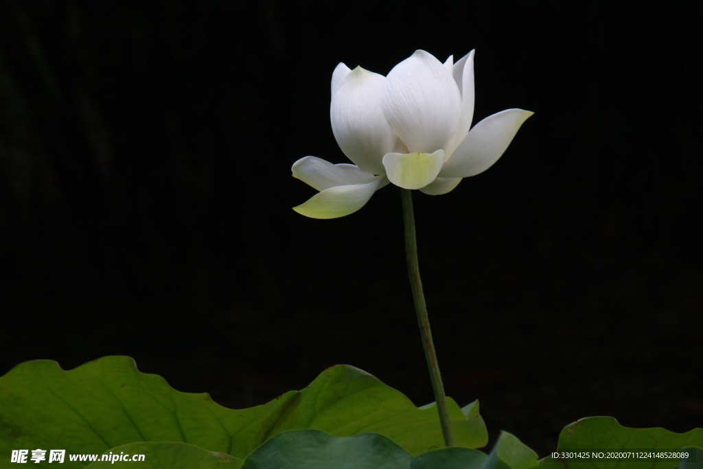 白色莲花