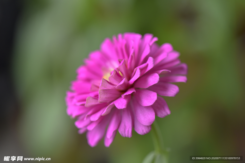 七盘花