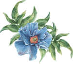 花纹理