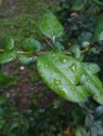 叶子上的雨滴